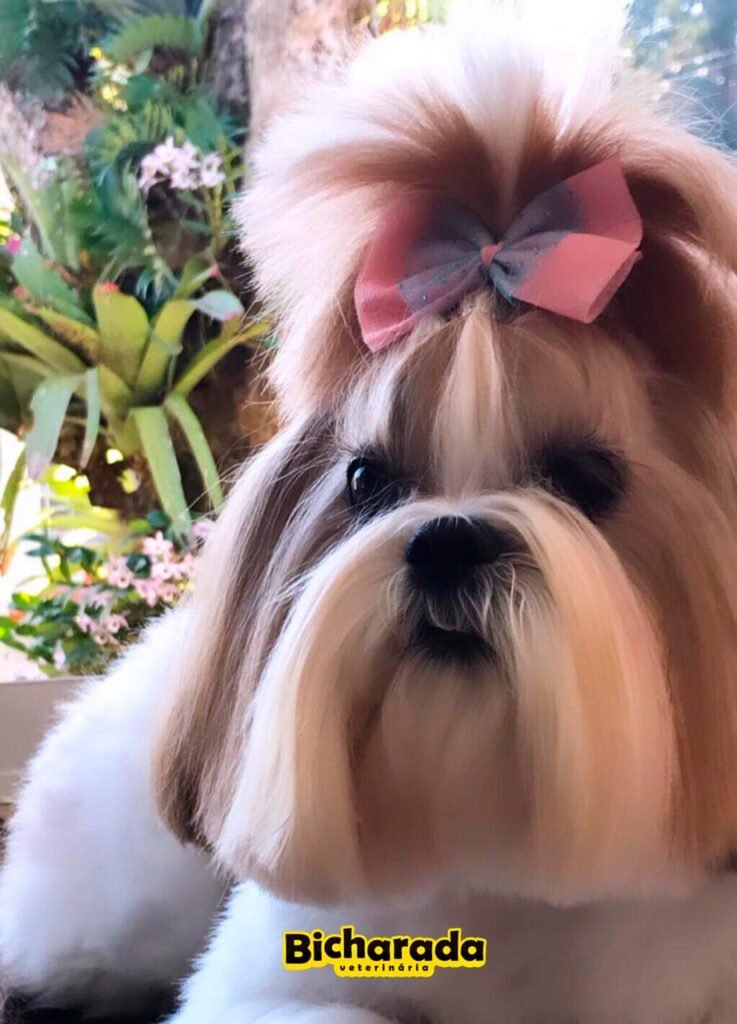 Veterinária Bicharada | Estética pet