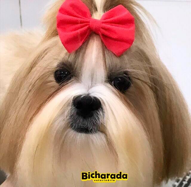 Veterinária Bicharada | Estética pet