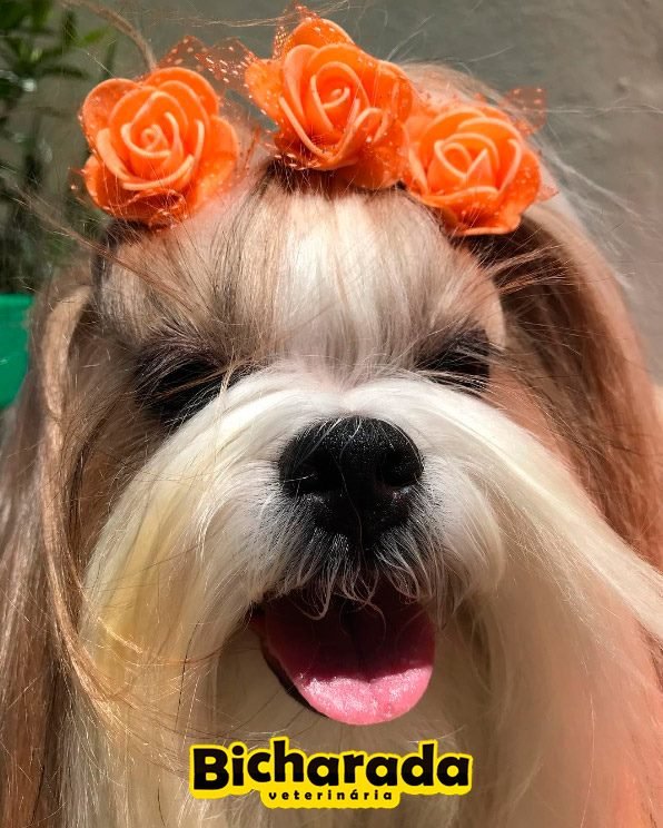 Veterinária Bicharada | Estética pet