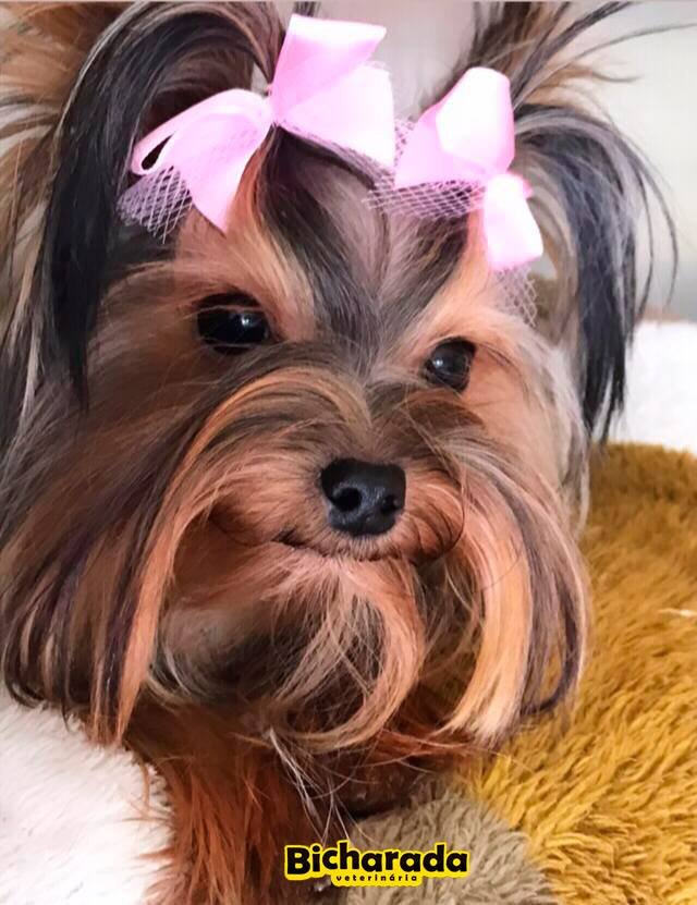 Veterinária Bicharada | Estética pet