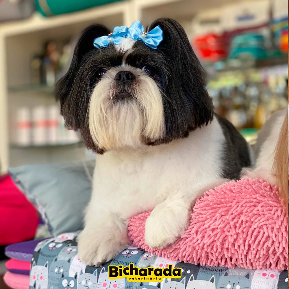 Veterinária Bicharada | Estética pet
