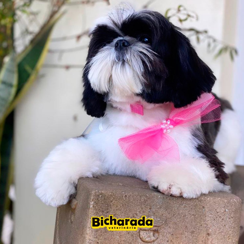 Veterinária Bicharada | Estética pet