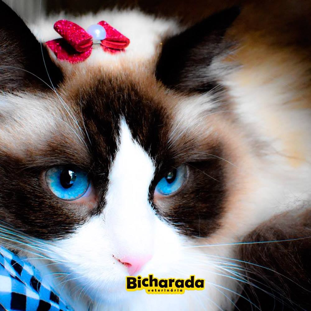 Veterinária Bicharada | Território Felino