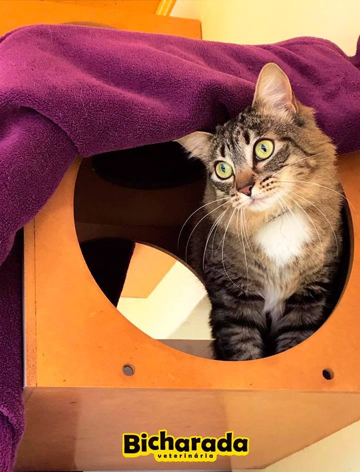 Veterinária Bicharada | Território Felino