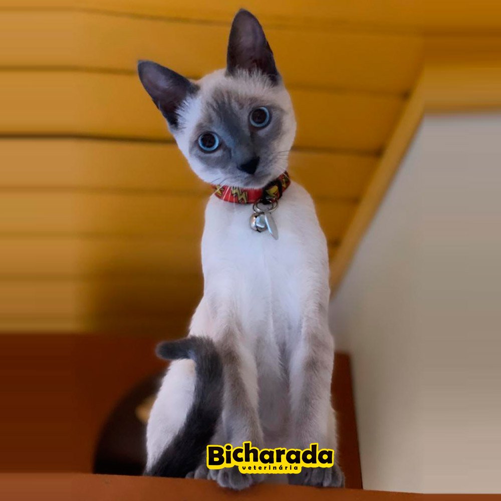 Veterinária Bicharada | Território Felino