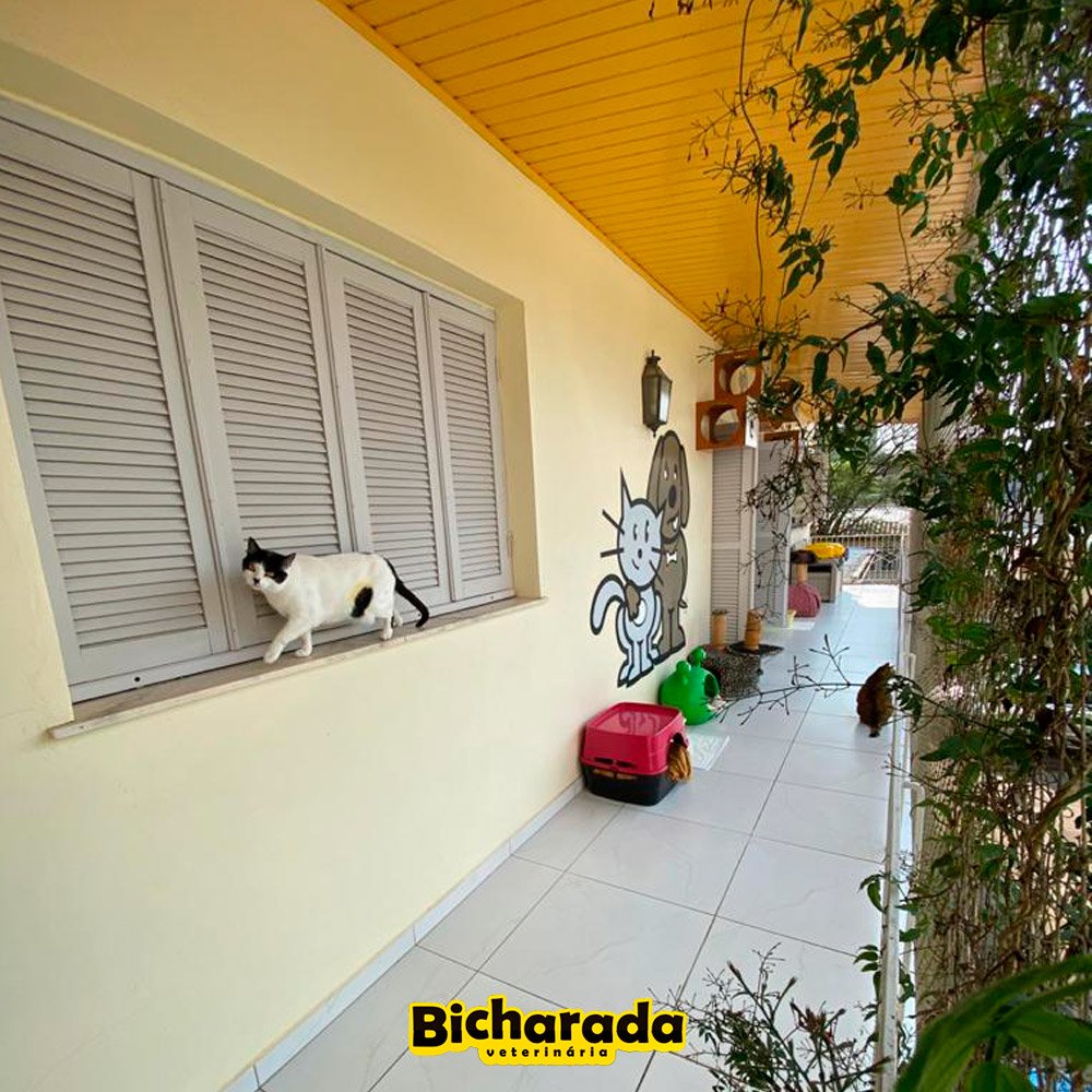 Veterinária Bicharada | Território Felino