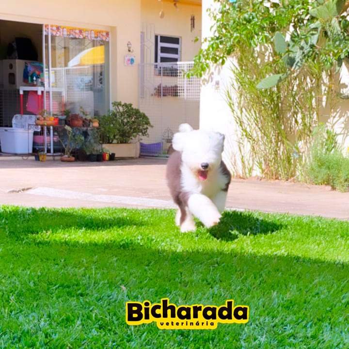 Veterinária Bicharada | Recreação