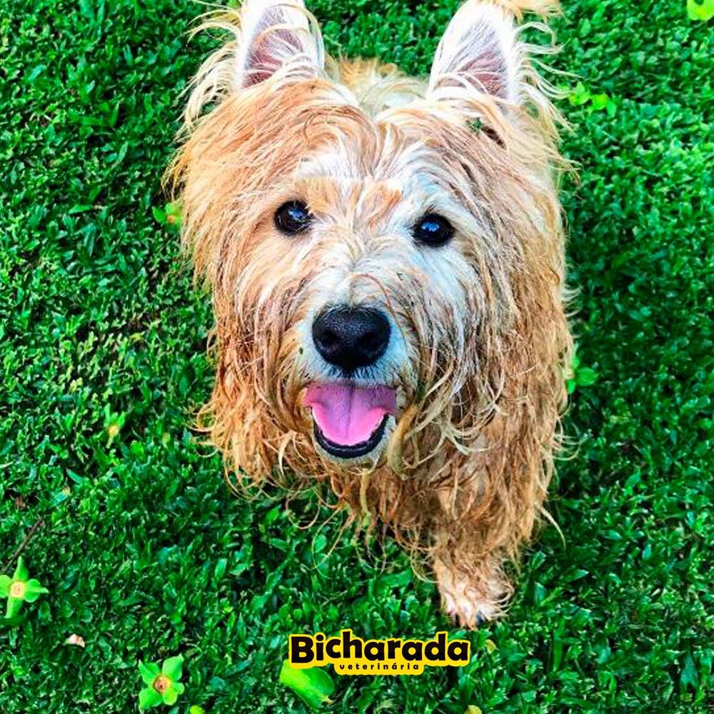 Veterinária Bicharada | Recreação