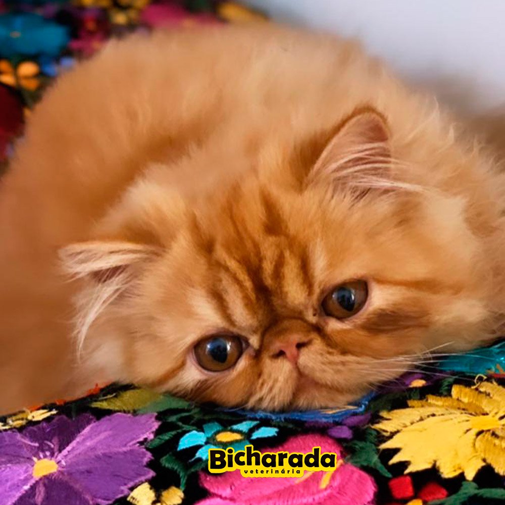 Veterinária Bicharada | Recreação