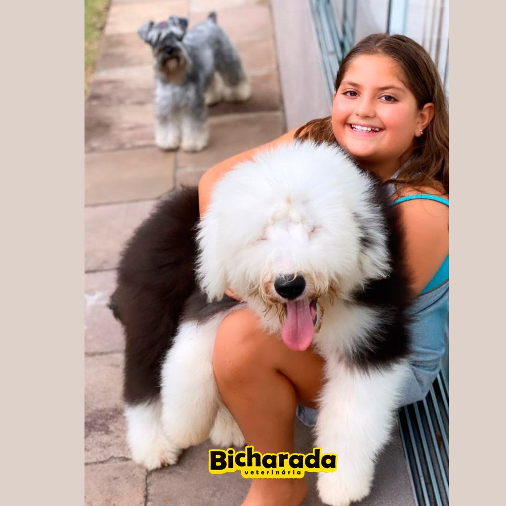 Veterinária Bicharada | Recreação