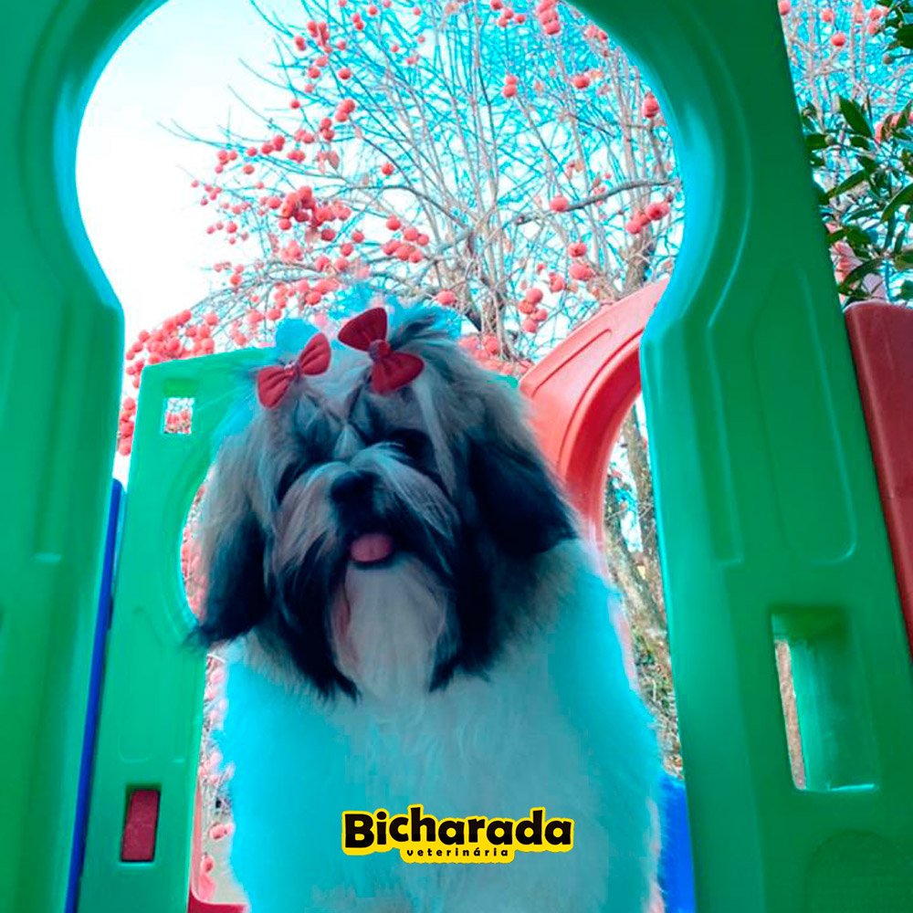 Veterinária Bicharada | Recreação