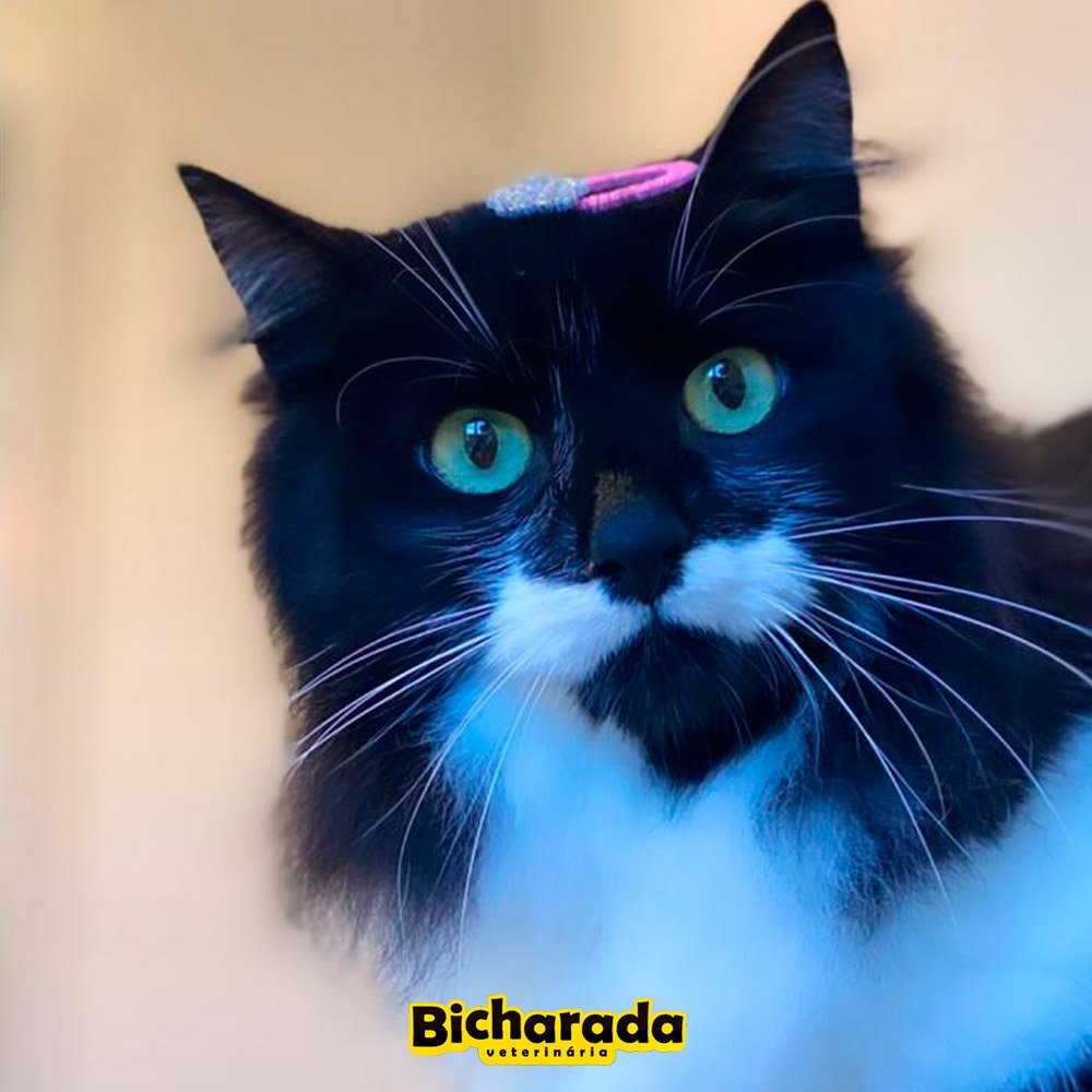 Veterinária Bicharada | Recreação