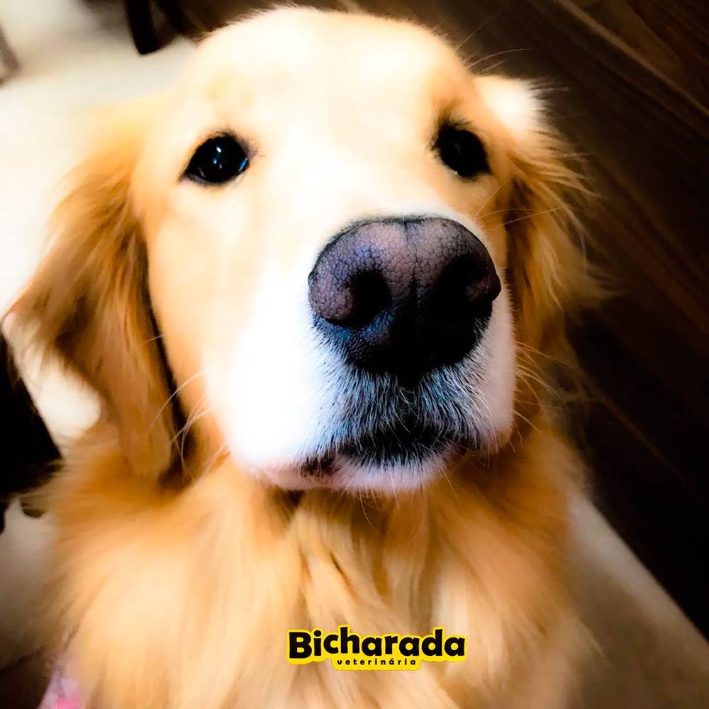 Veterinária Bicharada | Veterinária pet