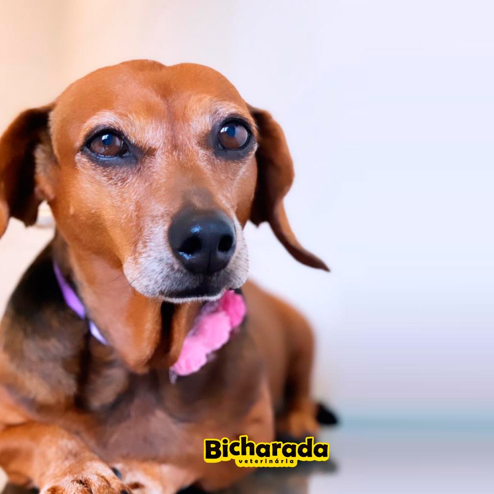 Veterinária Bicharada | Veterinária pet